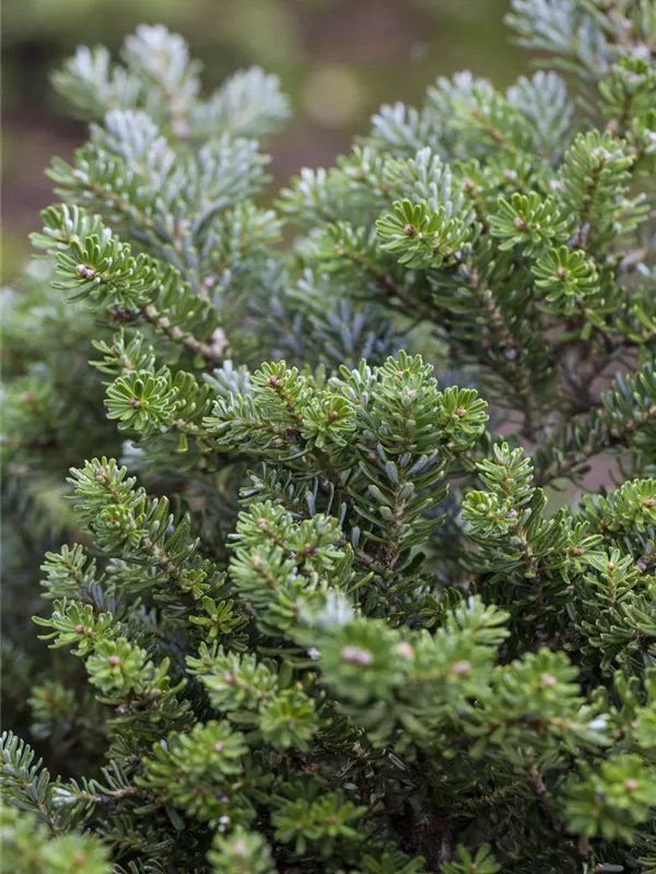 Koreatanne 'Blue Emperor'