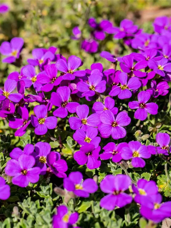 Blaukissen 'Hamburger Stadtpark'