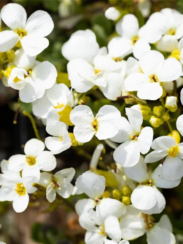 Kaukasus-Gänsekresse 'Schneehaube'