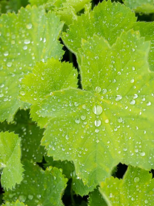 Großblättriger Frauenmantel