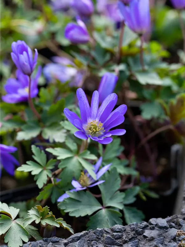 Strahlen-Windröschen 'Blue Shades'