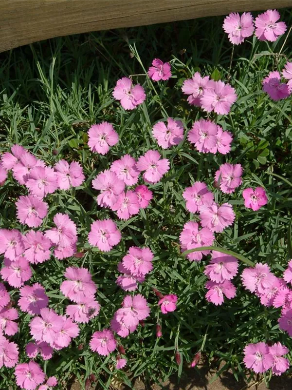 Pfingst-Nelke 'Eydangeri'