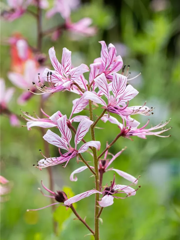 Gewöhnlicher Diptam