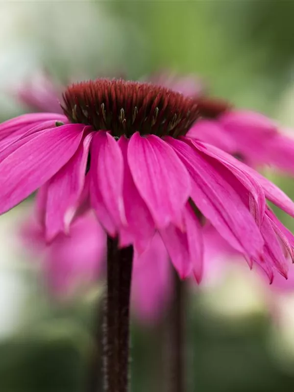 Scheinsonnenhut 'Rubinstern'