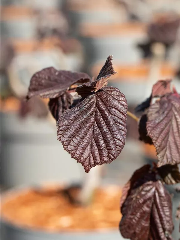 Bluthasel 'Purpurea'