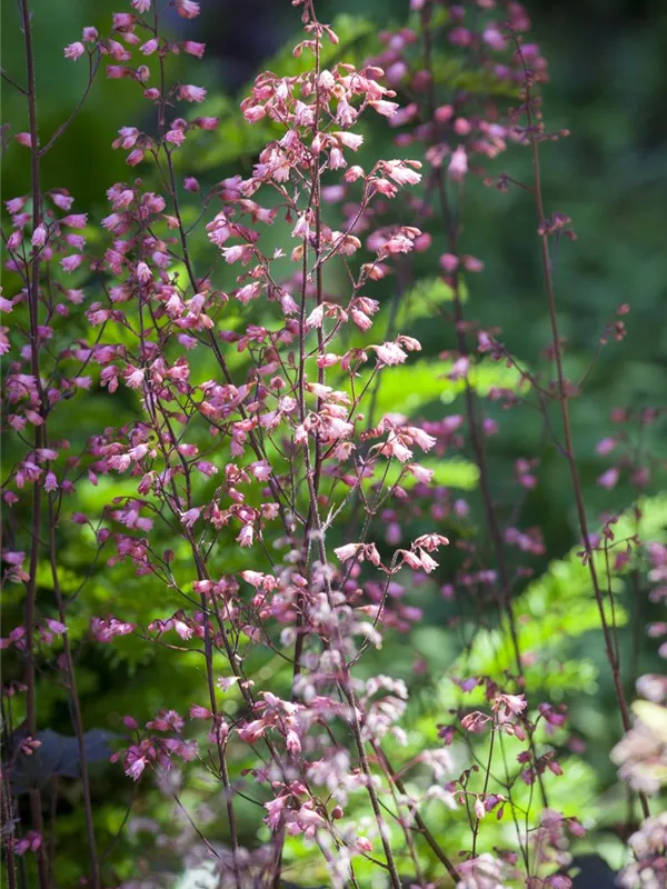 Silberglöckchen 'Regina'