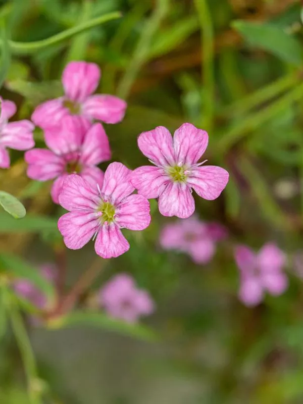 Kriechendes Schleierkraut 'Filou Rose'