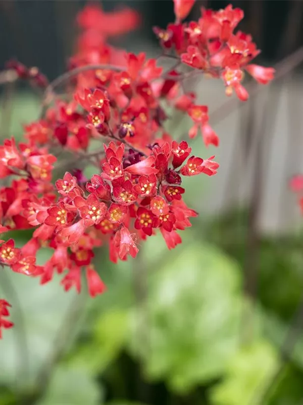 Purpurglöckchen 'Leuchtkäfer'