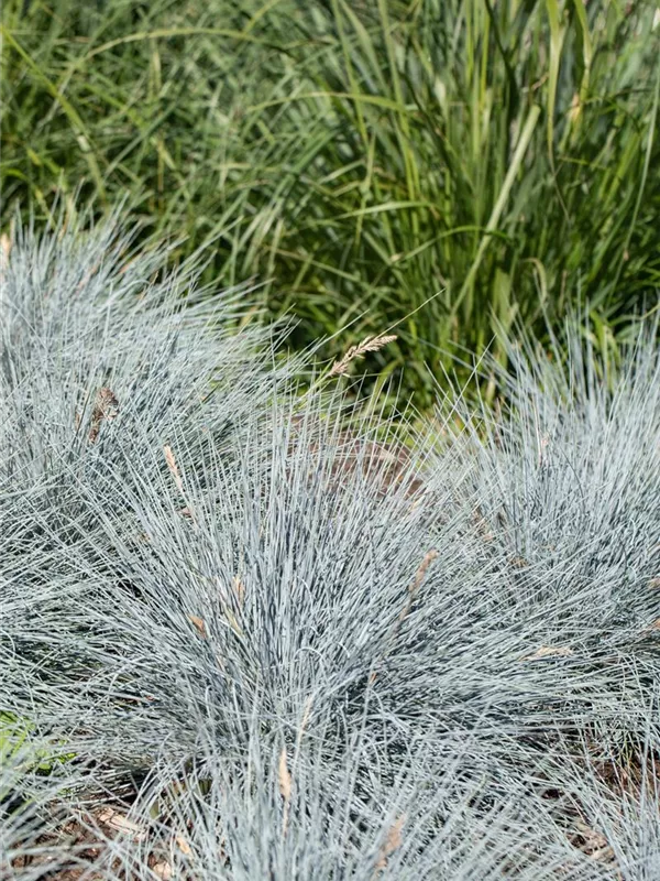 Blau-Schwingel 'Elijah Blue'