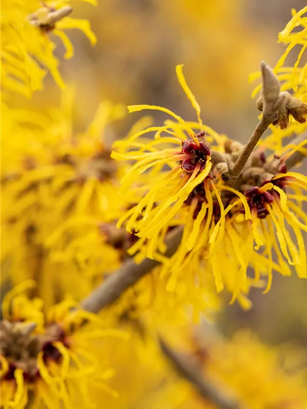 Zaubernuss 'Barmstedt´s Gold'