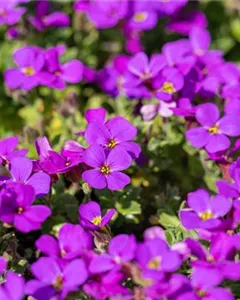 Blaukissen 'Hamburger Stadtpark'