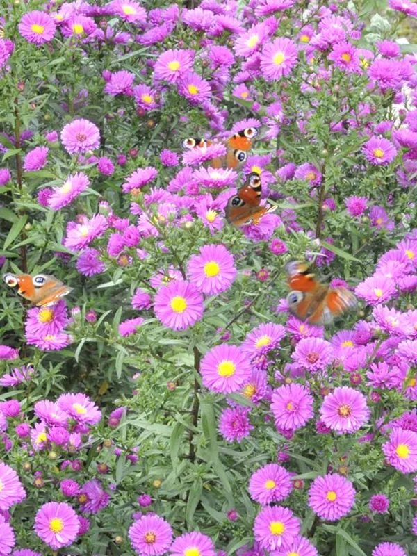 Raublatt-Aster 'Purple Dome'