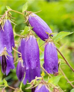 Gepunktete Glockenblume 'Sarastro'