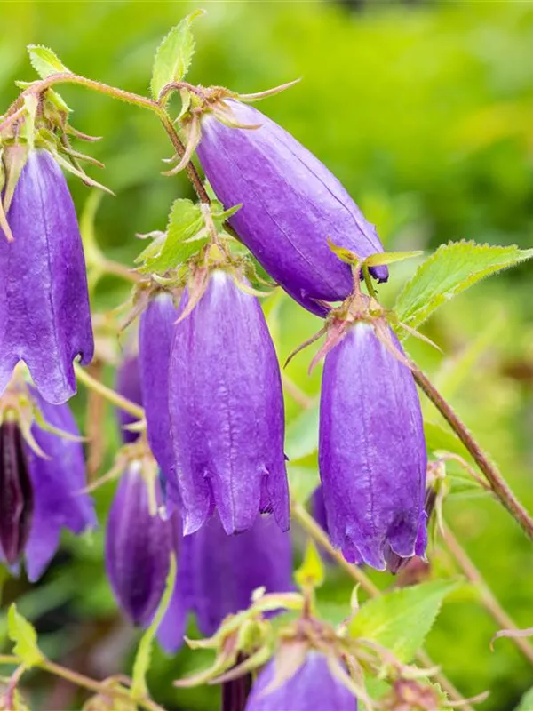 Gepunktete Glockenblume 'Sarastro'