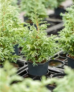 Blaue Zwergzypresse 'Baby Blue'