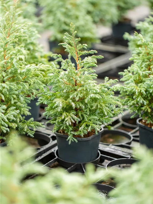 Blaue Zwergzypresse 'Baby Blue'