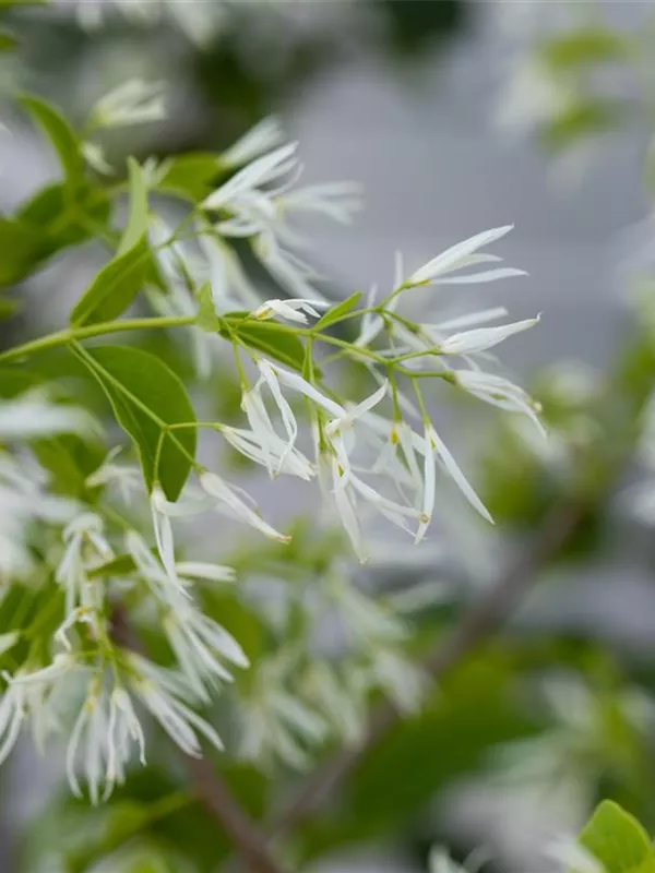 Schneeflockenstrauch