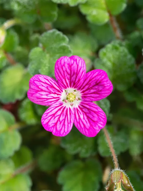 Zwergiger Garten-Reiherschnabel 'Bishop´s Form'