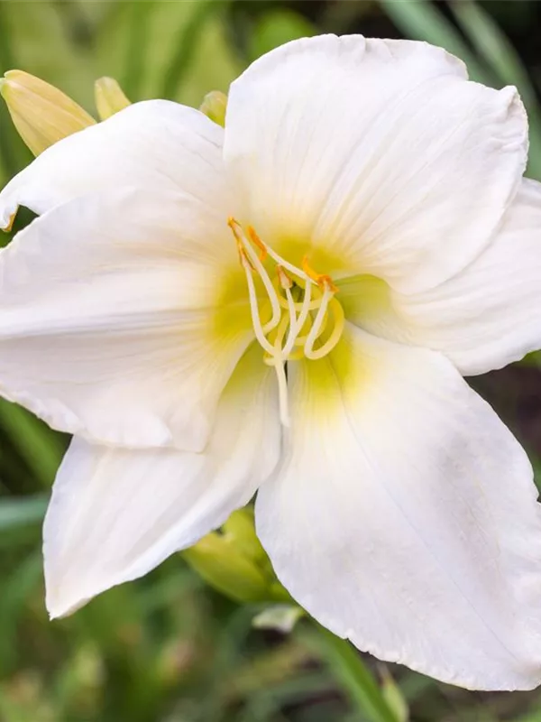 Taglilie 'White Temptation'