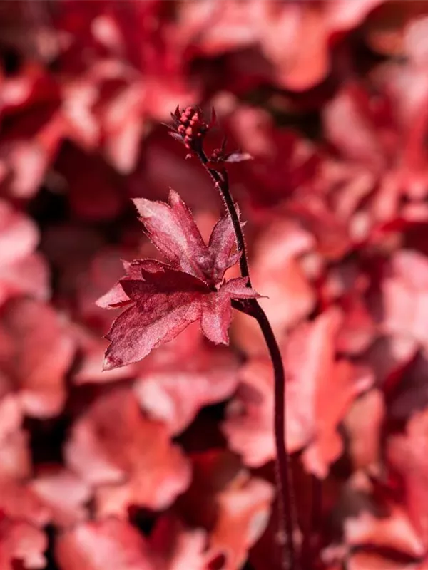 Silberglöckchen 'Fire Chief'