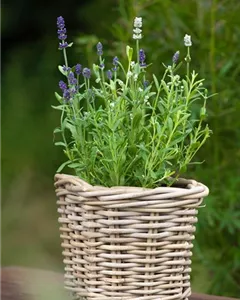 Echter Lavendel 'Twin'