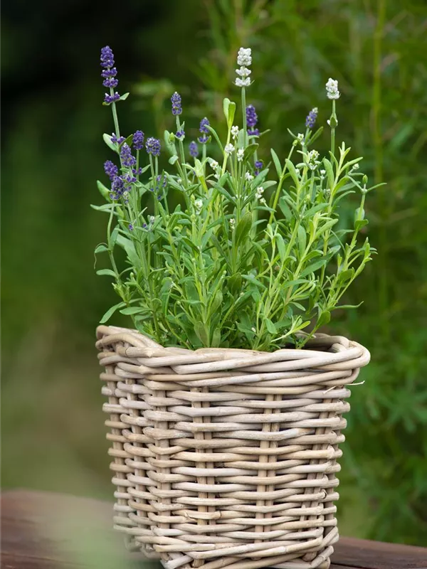 Echter Lavendel 'Twin'
