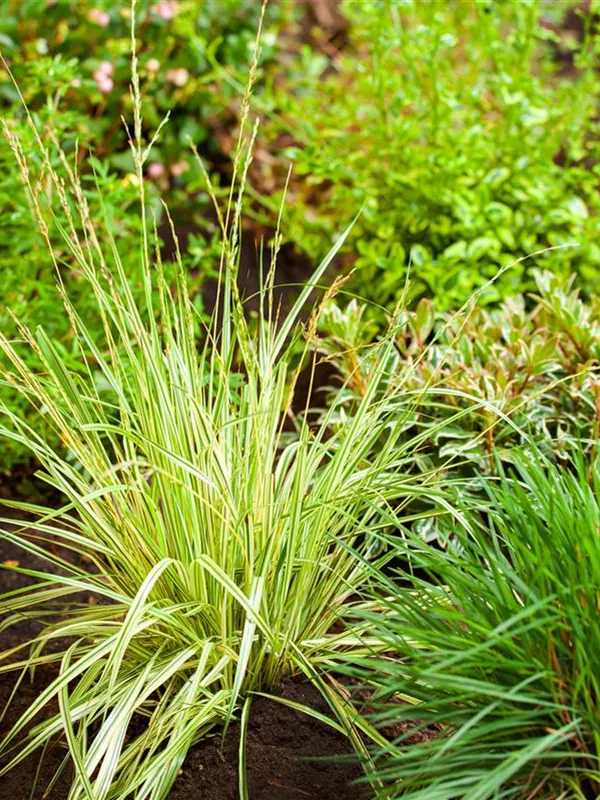 Gestreiftes Garten-Pfeifengras 'Variegata'