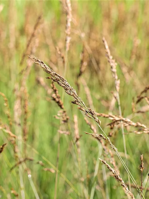Kleines Garten-Pfeifengras 'Dauerstrahl'