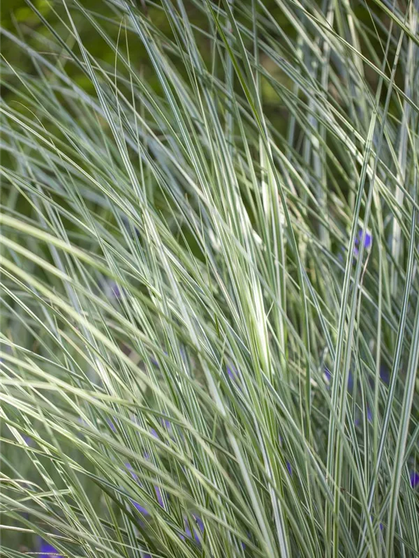 Garten-Chinaschilf 'Morning Light'