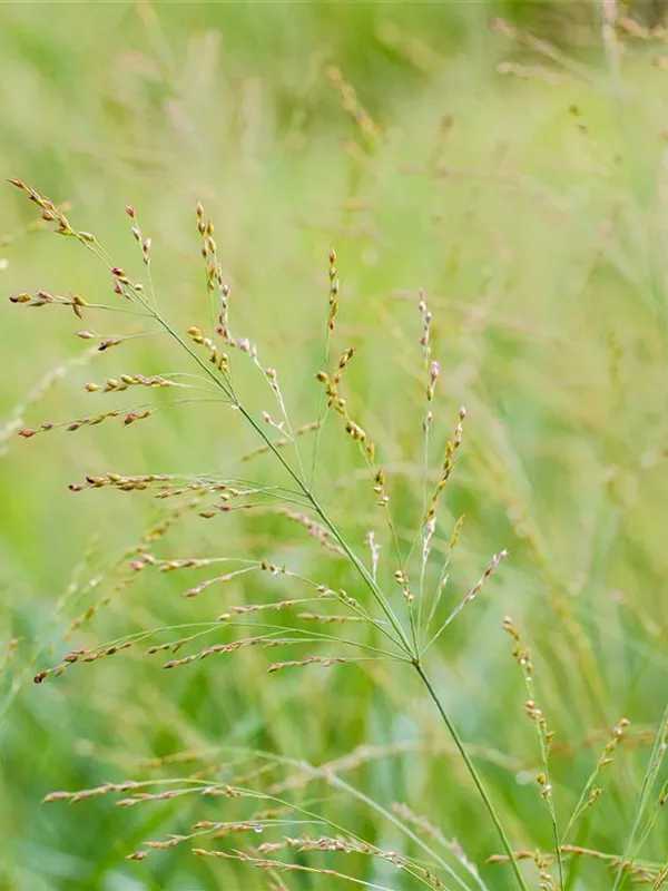 Garten-Ruten-Hirse 'Dallas Blues'