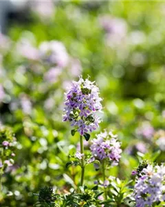 Kaskaden-Thymian 'Odoratus'