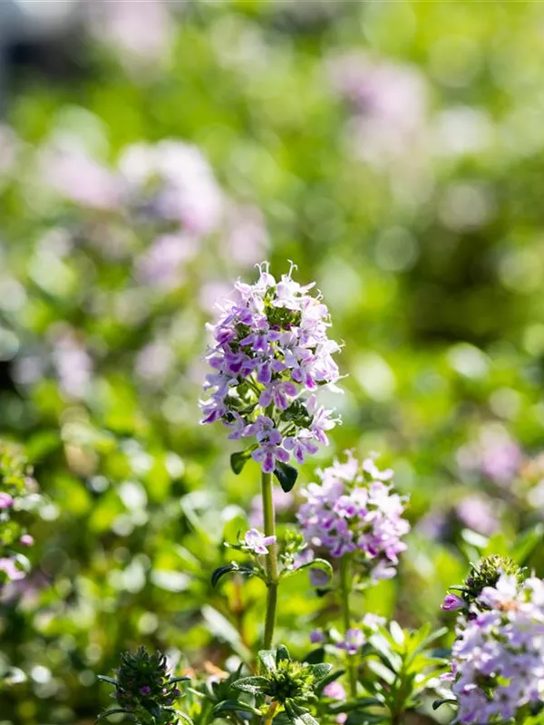 Kaskaden-Thymian 'Odoratus'