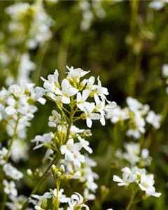 Karpaten-Schaumkresse 'Glacier'