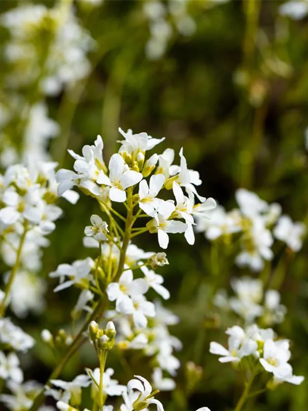 Karpaten-Schaumkresse 'Glacier'