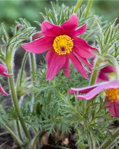 Buntblühende Kuhschelle 'Papageno'