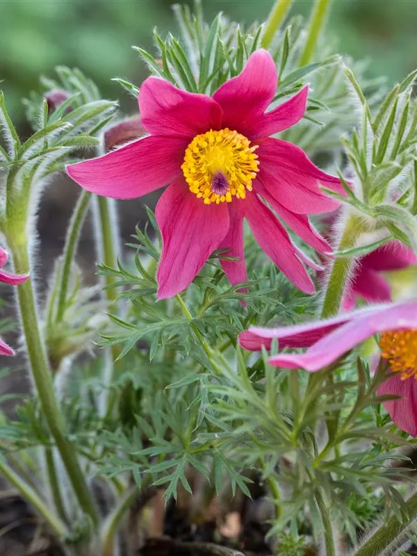 Buntblühende Kuhschelle 'Papageno'
