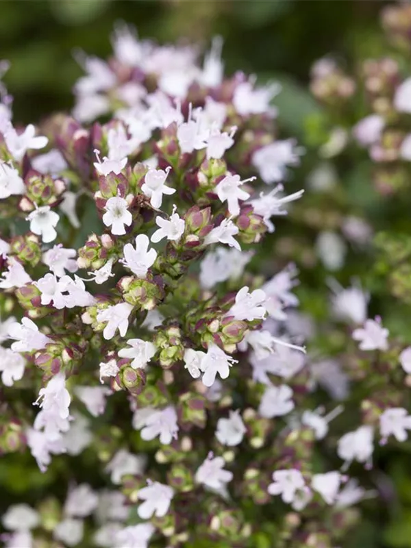 Garten-Dost 'Compactum'