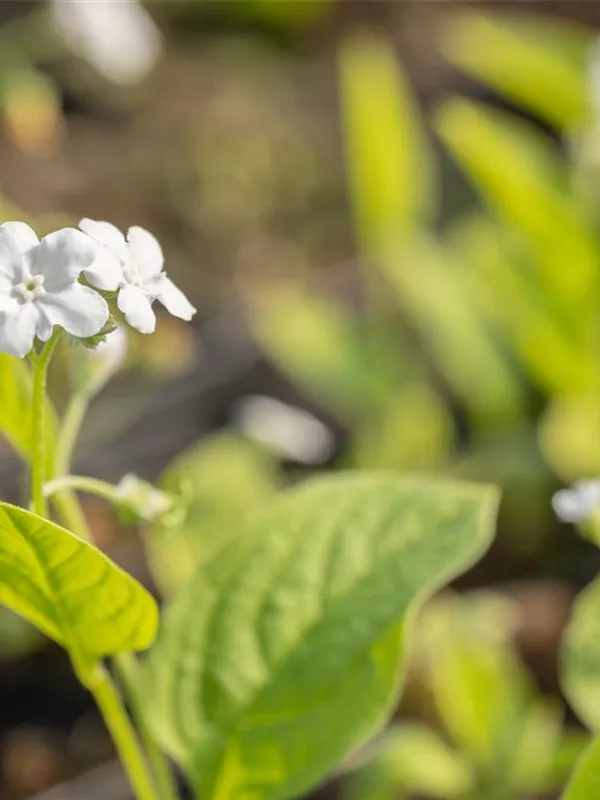 Frühlings-Gedenkemein 'Alba'