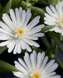 Coopers Mittagsblume 'Jewel of Desert Moon Stone'