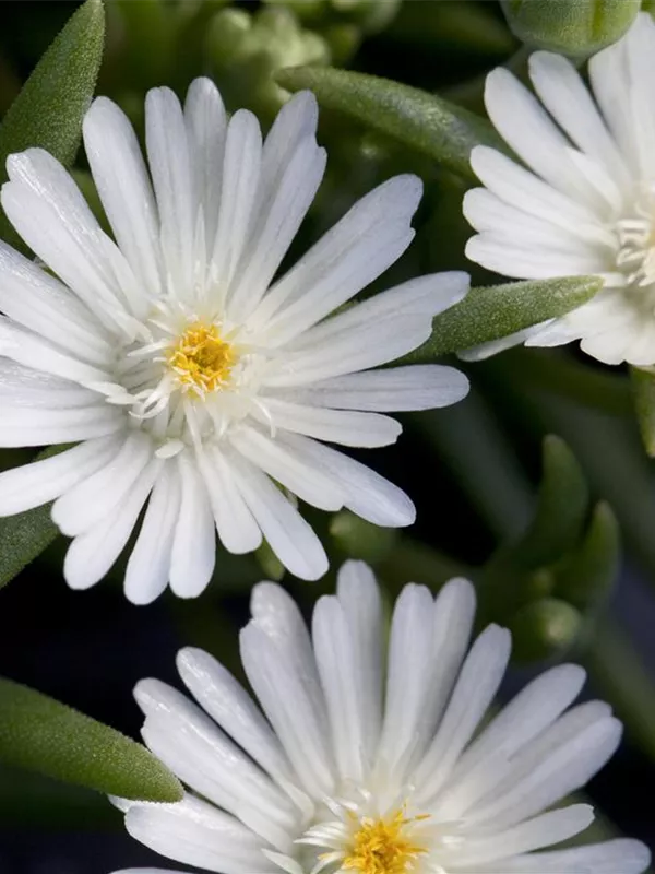Coopers Mittagsblume 'Jewel of Desert Moon Stone'