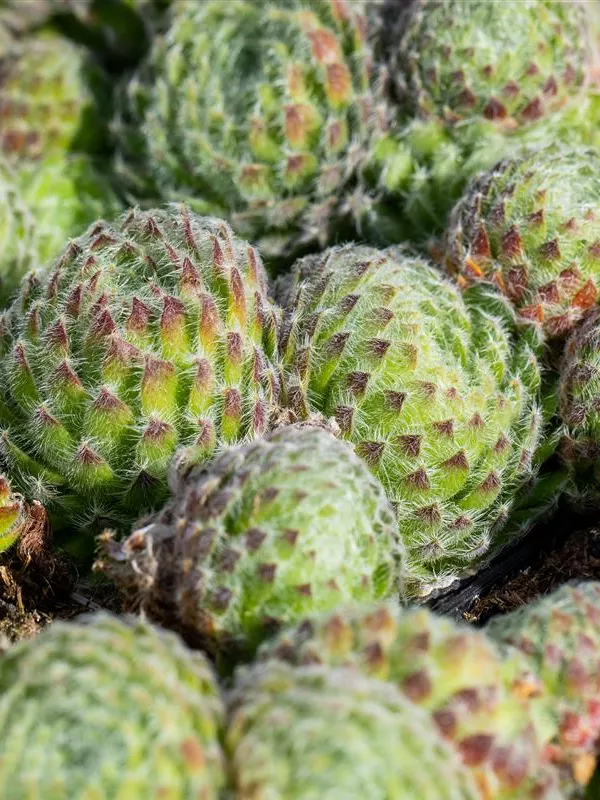 Bewimperte Kugel-Steinrose 'Borisii'