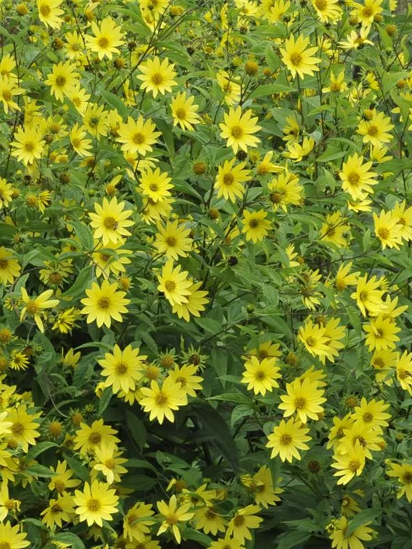 Kleinblumige Sonnenblume 'Lemon Queen'