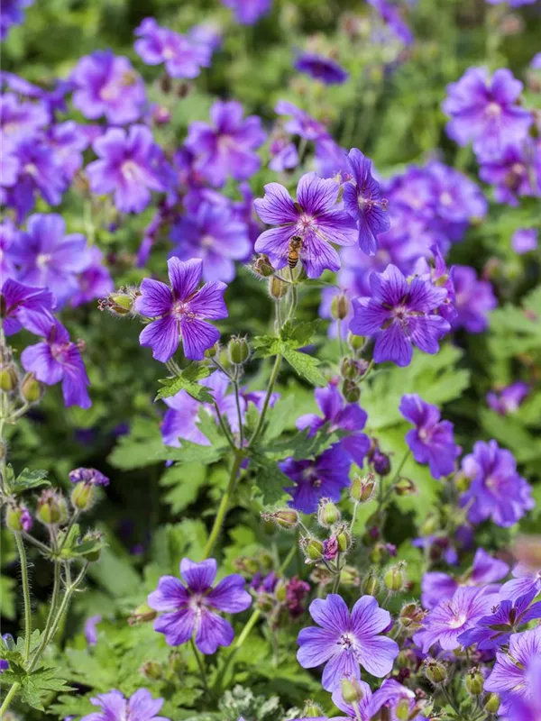 Prächtiger Storchschnabel 'Anemoniflorum'