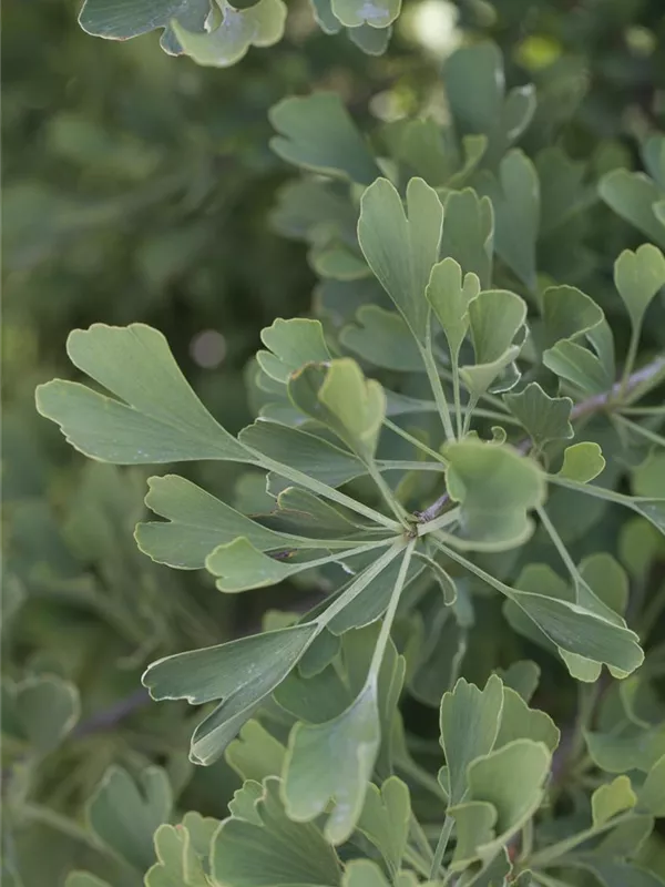 Fächerblattbaum 'Autumn Gold'