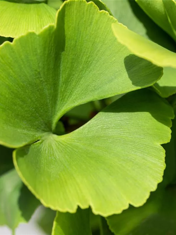 Säulen-Fächerblattbaum 'Fastigiata Blagon'®