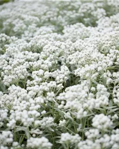 Perlkörbchen 'Silberregen'