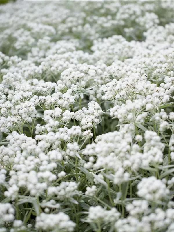 Perlkörbchen 'Silberregen'