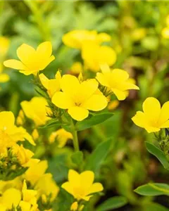 Gelbblühender Lein 'Compactum'