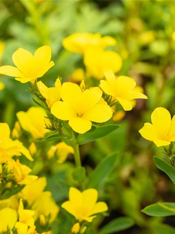 Gelbblühender Lein 'Compactum'