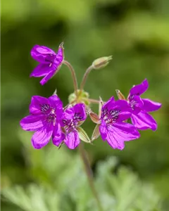 Bastard-Reiherschnabel